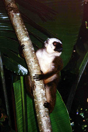 more pictures about other lemurs living on the island