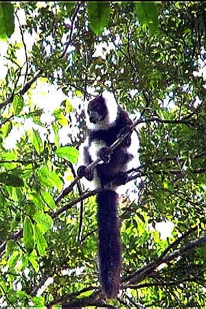 more pictures about black and white ruffed lemurs.