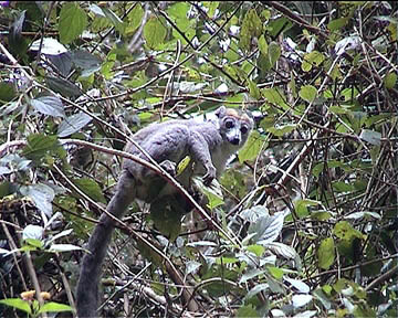 more pictures about lemurs in Montagne d'Ambre