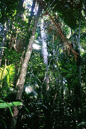 more pictures about the rainforest of the island