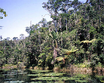 more picture about the rainforest of Perinet