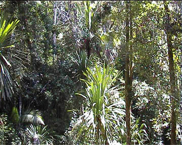 more pictures about the rainforest of Marojezy