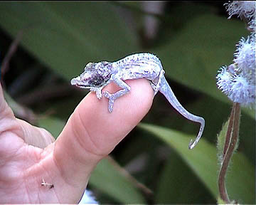 more picture about chameleons in Perinet